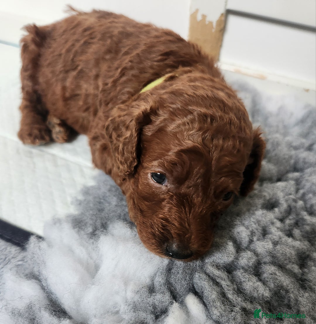 Miniature Poodle dogs for sale: Stunning red miniature poodle - Advert 22