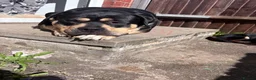 American Bulldog dogs for sale: 4 beautiful American bulldogs  in Coventry - Advert 3