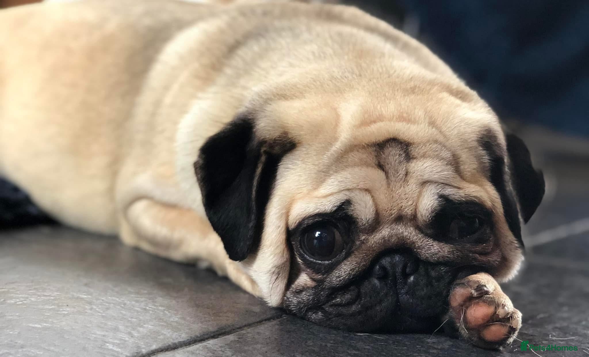 Pug dogs KC multi champion pedigree /show potential  - Advert 2