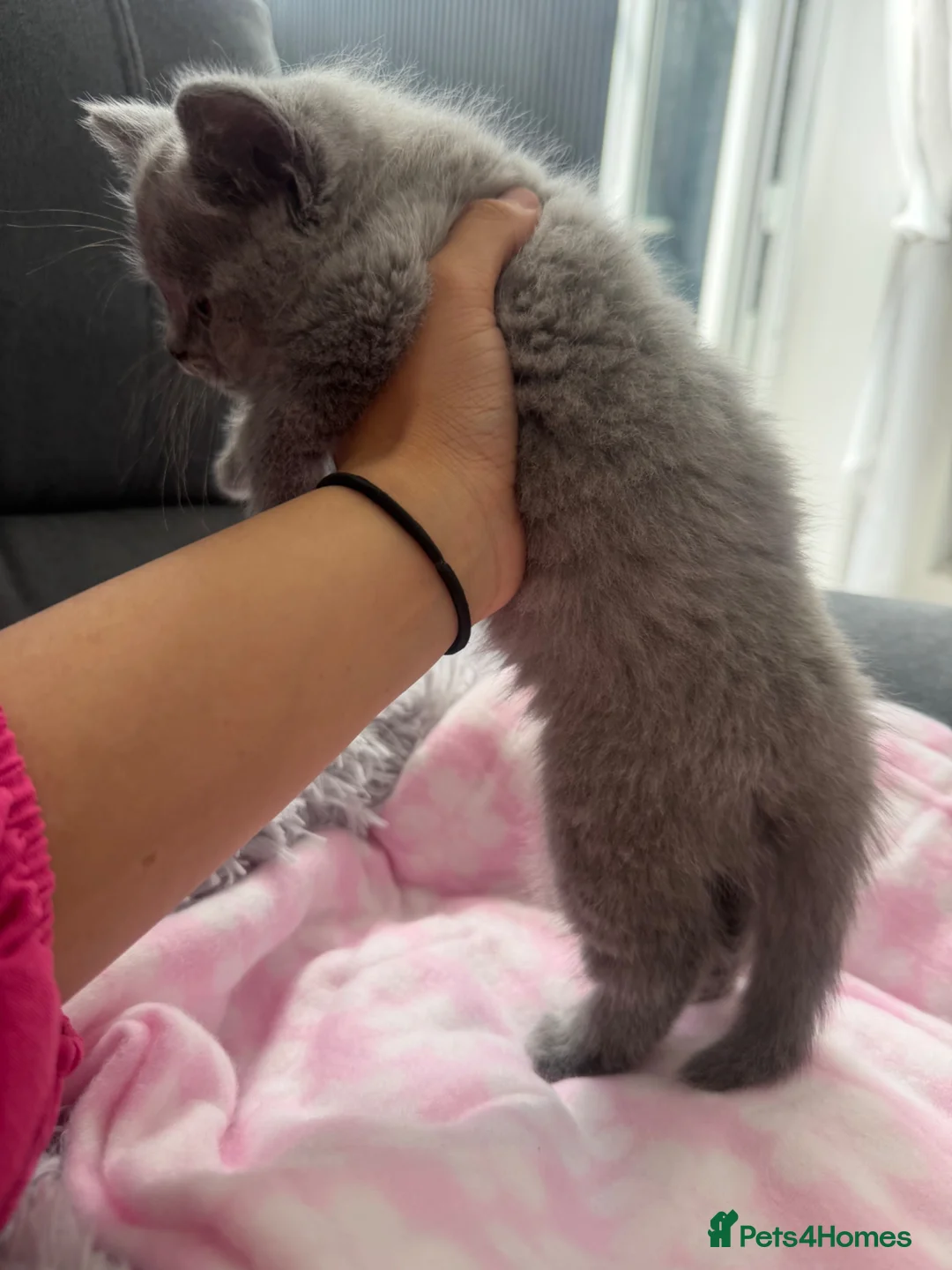 British Shorthair cats for sale: Last female bsh kitten considering offers  - Advert 2