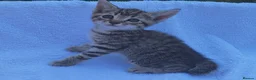 Mixed Breed cats for sale: Beautiful kittens  - Advert 11