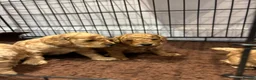 Cockapoo dogs for sale: Beautiful Cockapoo Puppies  - Advert 8