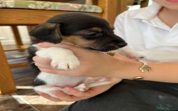 Jack Russell dogs for sale: Stunning little boys and girls - Image 23