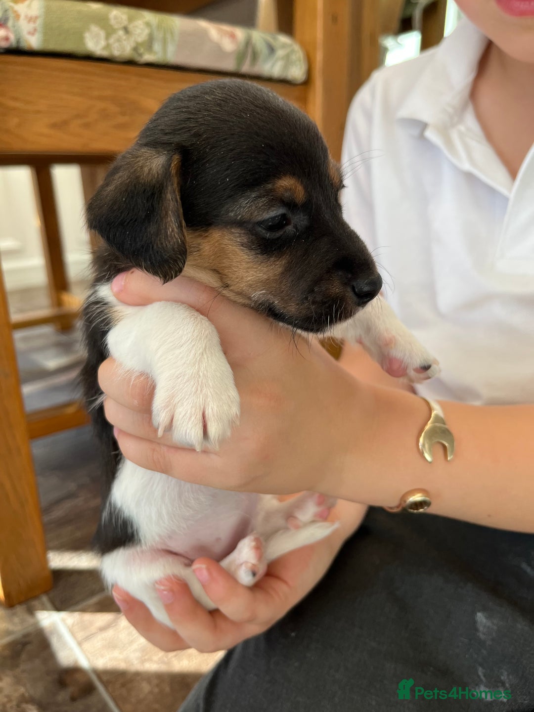 Jack Russell dogs for sale: Stunning little boys and girls - Image 23