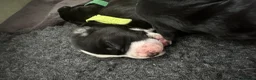 Mixed Breed dogs for sale: Cockermatian (Dalmatian x Working Cocker Spaniel) - Advert 22