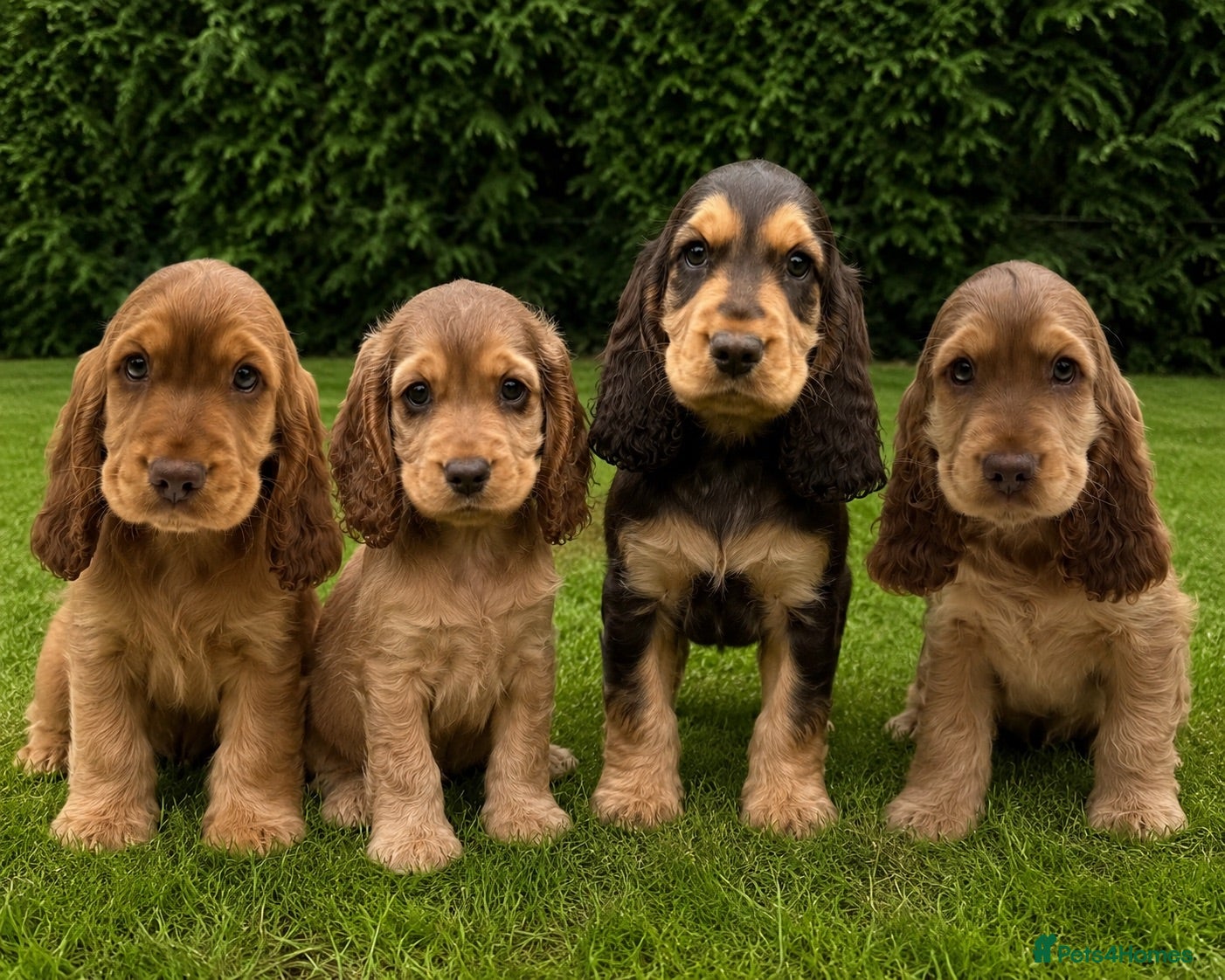 Cocker Spaniel dogs Health rested, KC reg show Cocker Spaniels - Advert 1