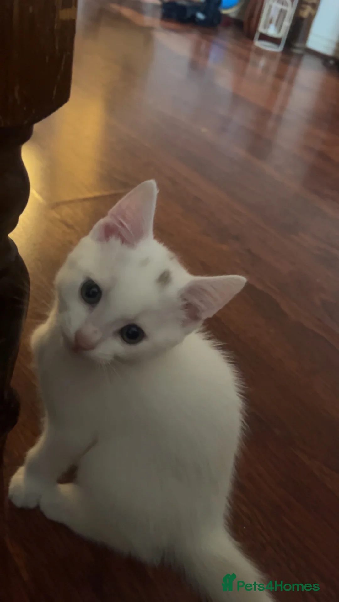 Mixed Breed cats for sale: White fluffy kitten adorable. BSH/Blue BSH mixed - Advert 2