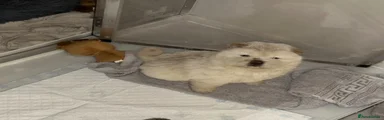 Chow Chow 1