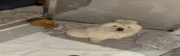 Chow Chow dogs for sale: Puppy Chow chow - Advert 22