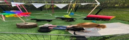 Airedale Terrier dogs for sale: ⭐️ KC AIREDALE PUPS FROM LICENSED BREEDER ⭐️ - Advert 18