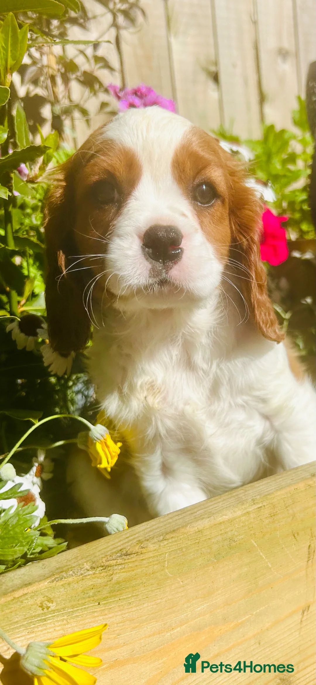 Cavalier King Charles Spaniel dogs for sale: READY NOW Prince Charming Cavalier Pup  - Advert 2