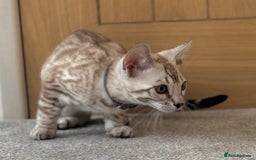 Bengal cats for sale: 🩶Stunning Silver Mink🩶 Bengal Male TICA Reg - Image 6