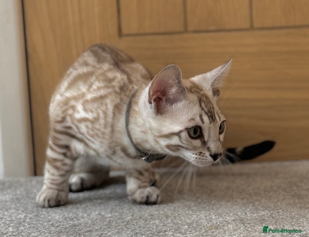 Bengal cats for sale: 🩶Stunning Silver Mink🩶 Bengal Male TICA Reg - Image 6