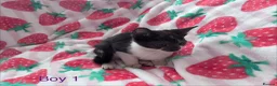 Mixed Breed cats for sale: 5 Kittens Ready to Go! - Advert 9