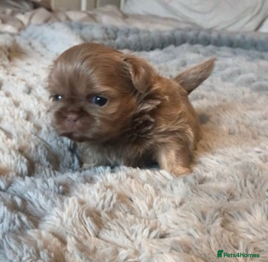 Shih Tzu dogs for sale:  ✨🐶 Exceptional Shih Tzu Puppies Available 🐶✨ - Advert 5