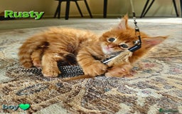 Maine Coon cats for sale: Beautiful Pedigree Maine Coon Kittens – Ready Soon - Image 1