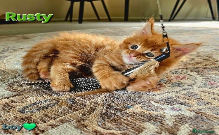 Maine Coon cats - Advert 9