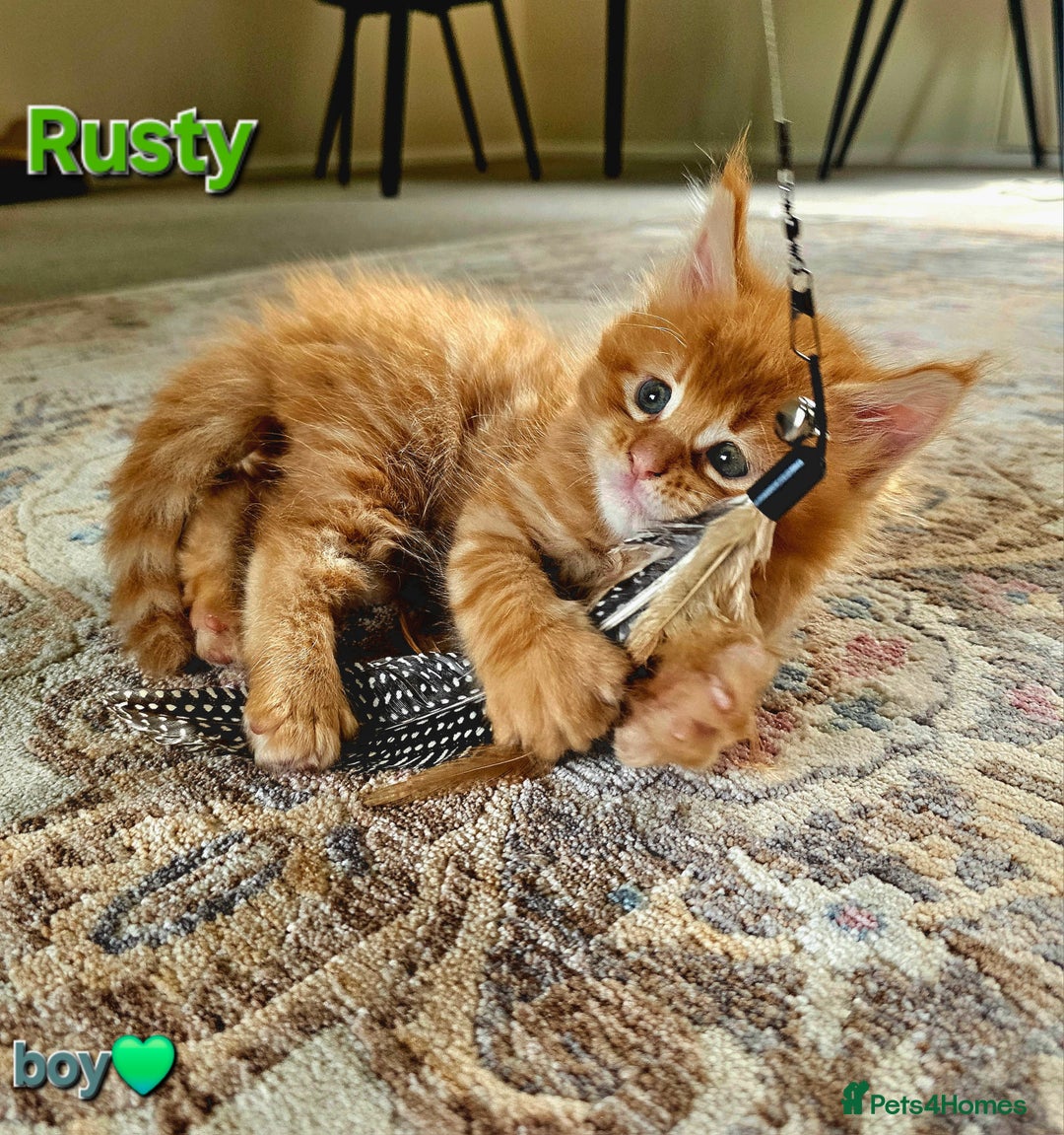 Maine Coon cats for sale: Beautiful Pedigree Maine Coon Kittens – Ready Soon - Image 1