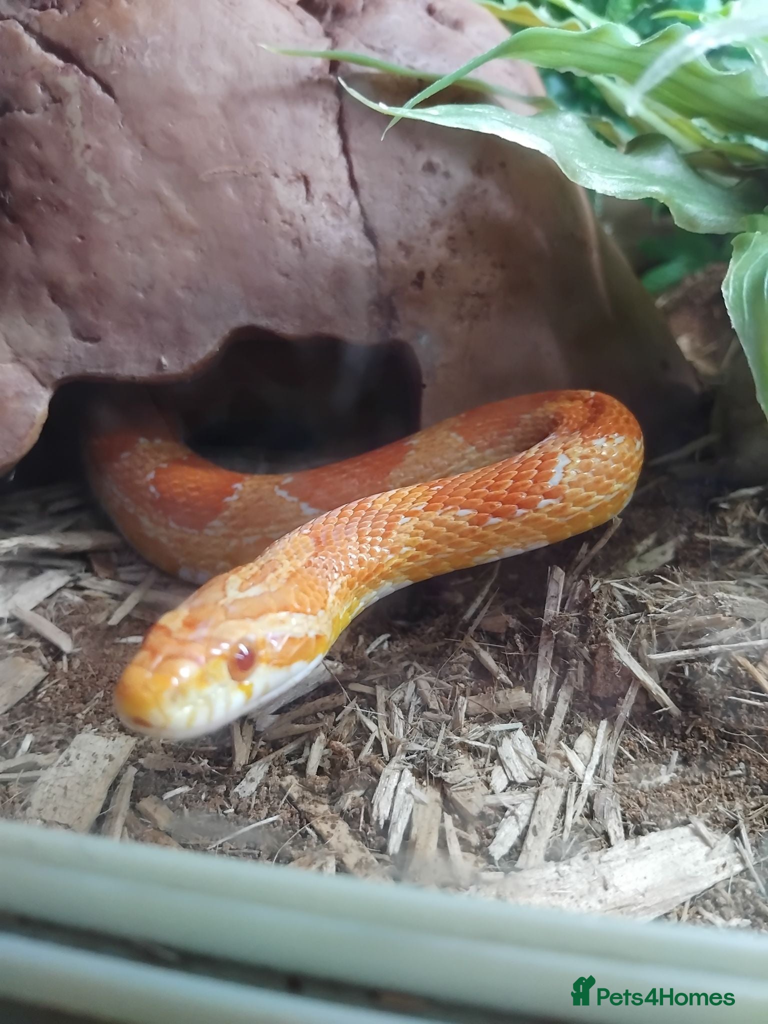 Corn Snake reptiles 5 years old corn snake - Advert 2
