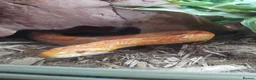 Corn Snake reptiles for sale: 5 years old corn snake in Norwich - Advert 1