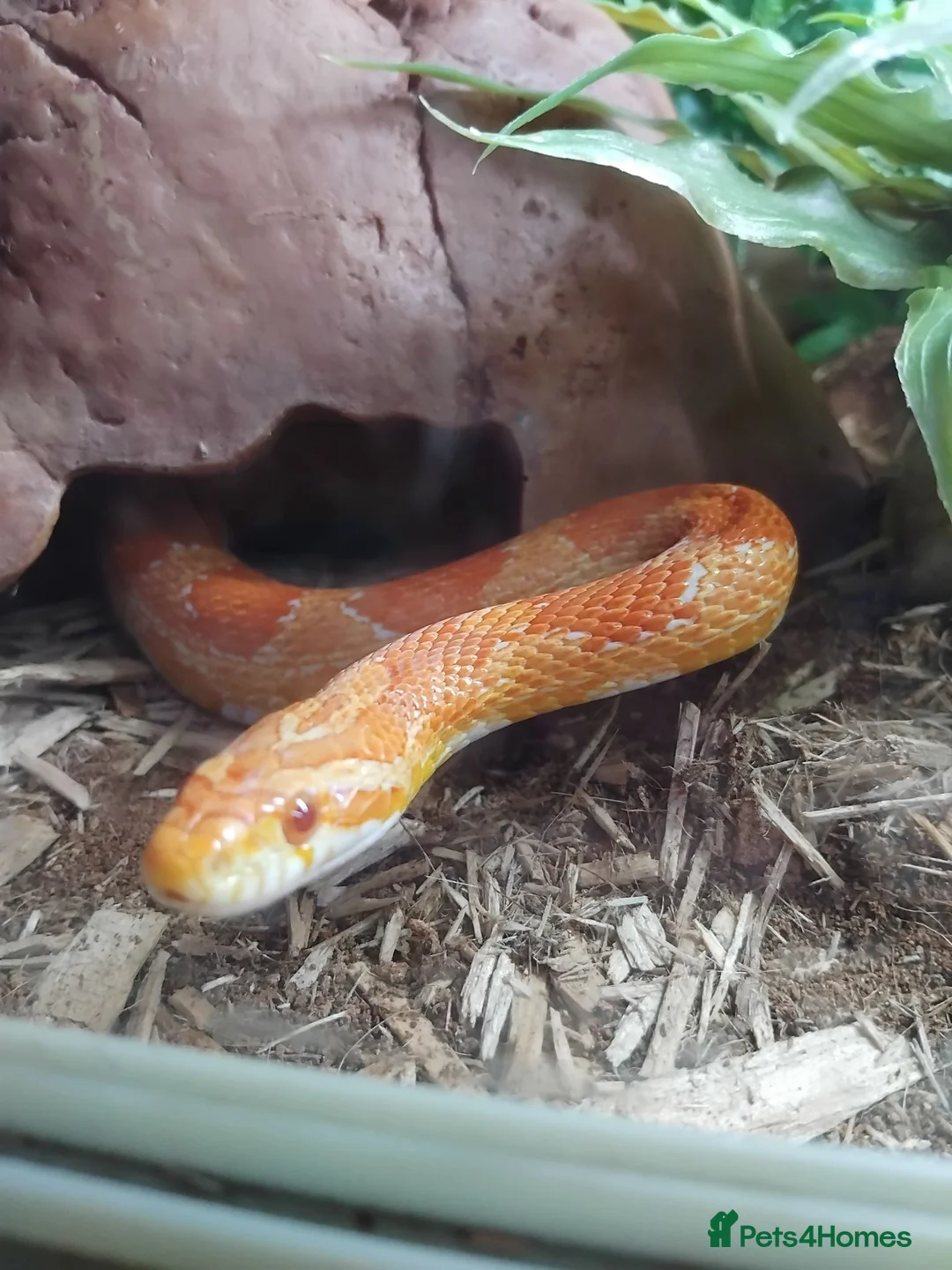 Corn Snake reptiles for sale: 5 years old corn snake in Norwich - Advert 1