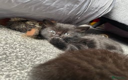 British Longhair cats for sale: Honey’s Kittens!  - Image 12