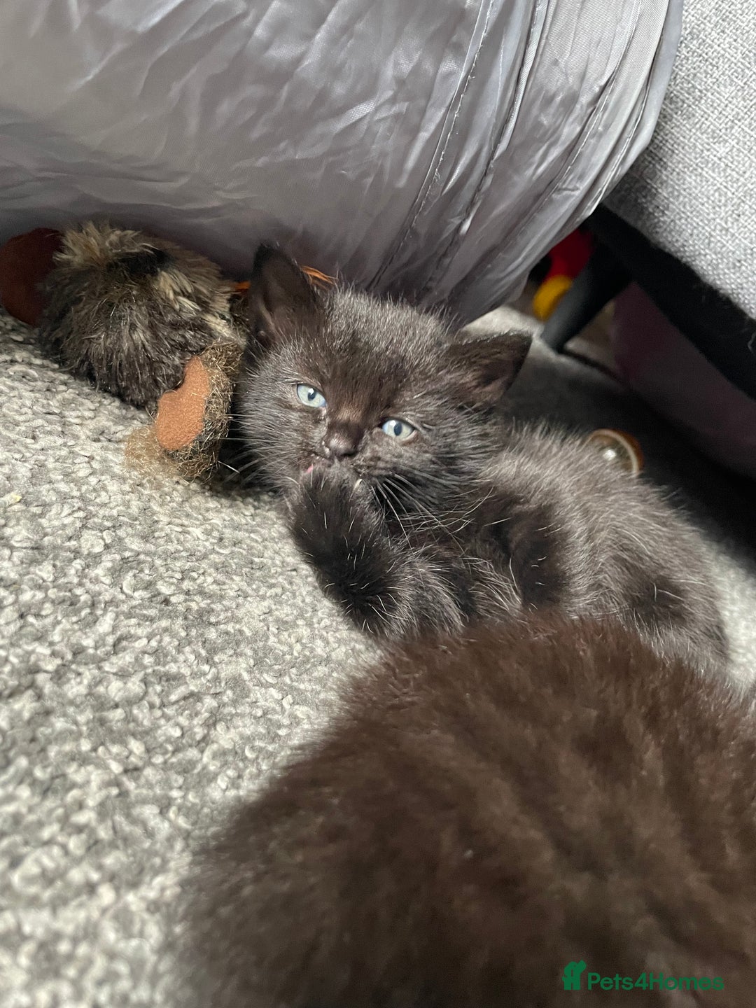 British Longhair cats for sale: Honey’s Kittens!  - Image 12