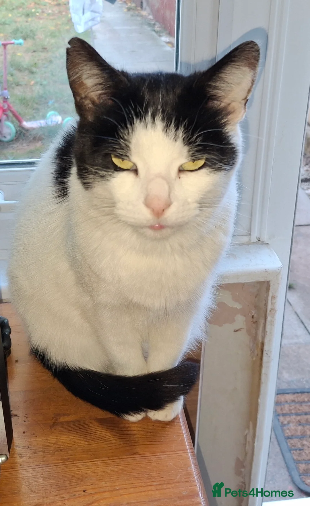 Mixed Breed cats for sale: Oscar - Advert 2