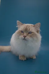 Jack