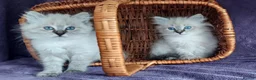 Siberian cats for sale: Siberian Kittens For Sale  - Advert 2