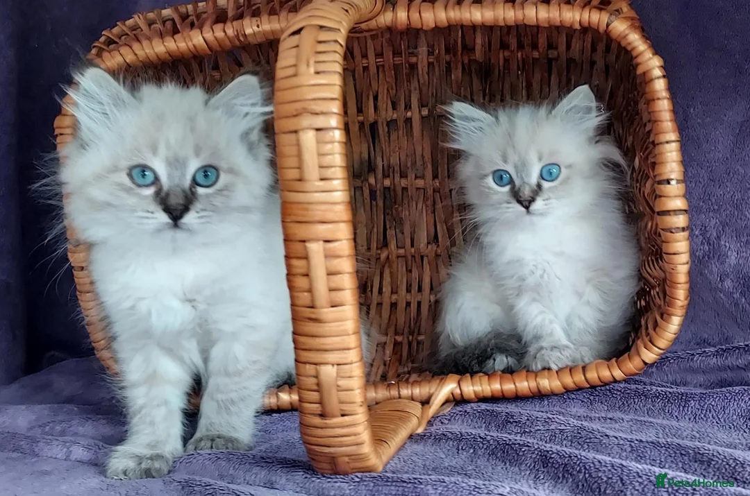 Siberian cats for sale: Siberian Kittens For Sale  - Advert 2