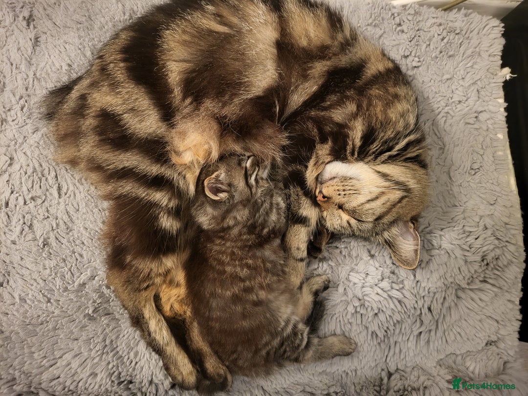 Siberian cats for sale: Sweet Little Princess Is Looking for a Loving Home - Advert 11