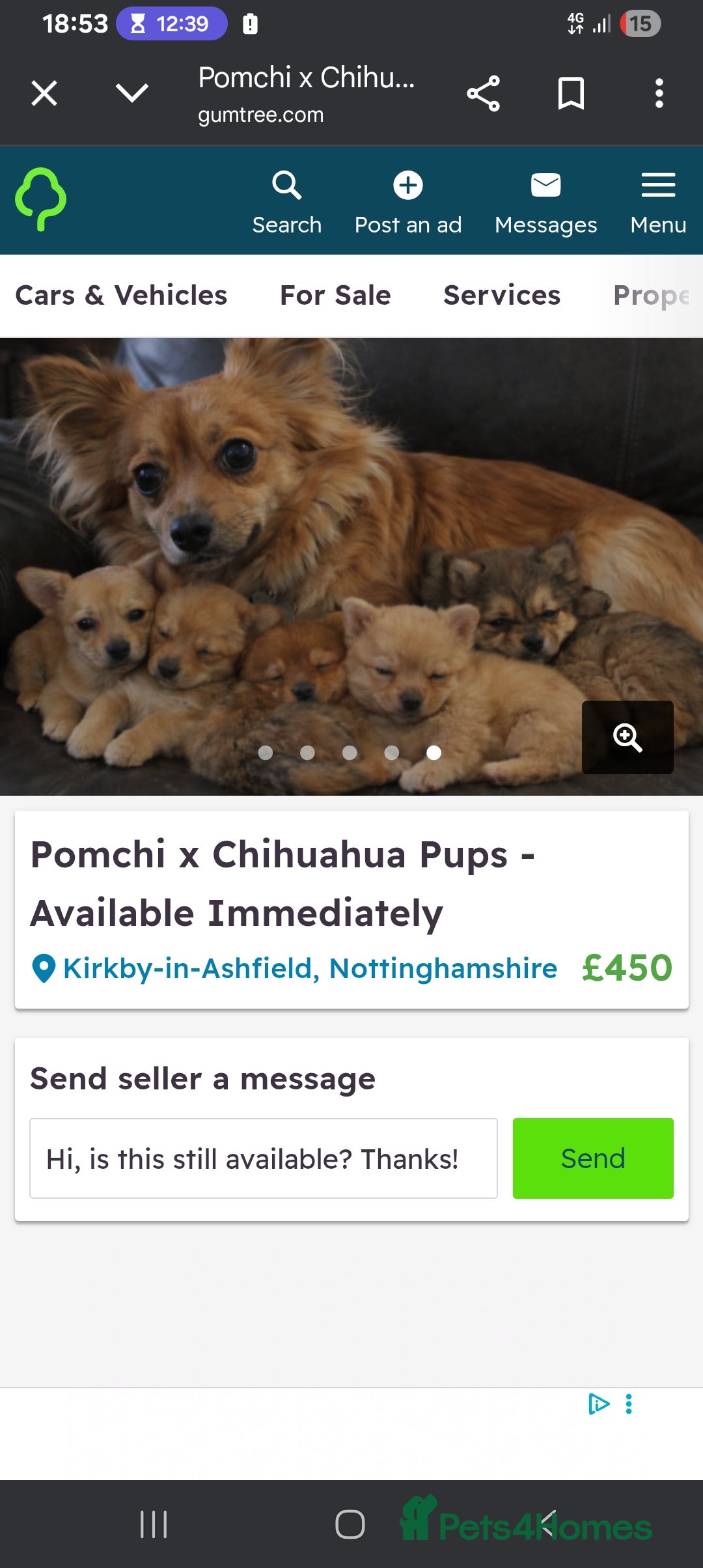 Pomchi dogs Pomchi  - Advert 1