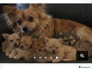 Pomchi dogs Pomchi - Advert 1