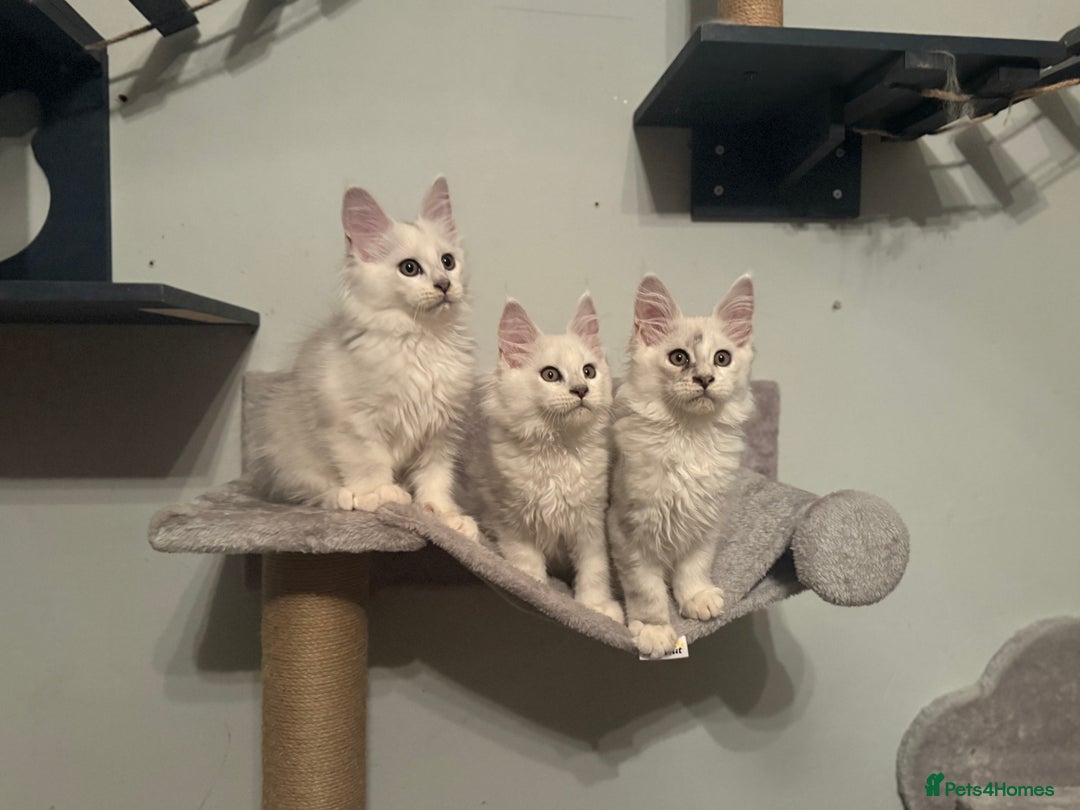 Maine Coon cats for sale: TICA Reg Blue Silver Shaded MaineCoon Kittens  - Advert 24