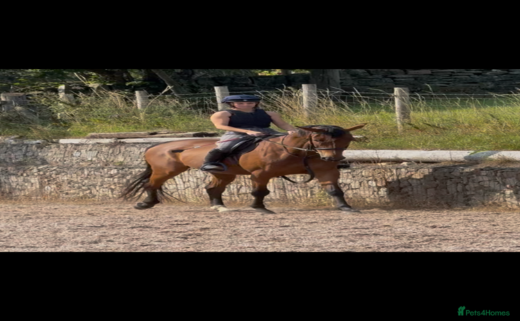 Irish Sports horses - Advert 1