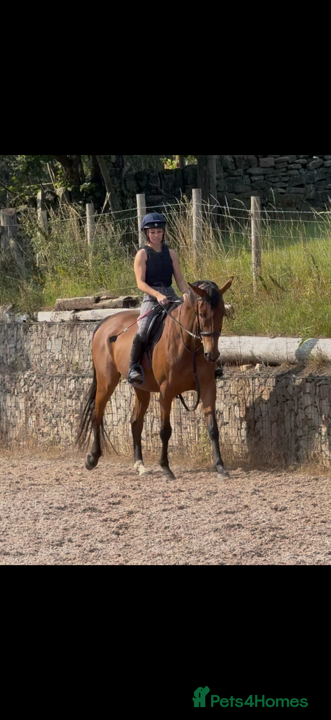 Irish Sports horses for sale: big beautiful bay 🥰 - Image 1