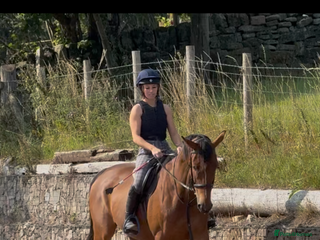 Irish Sports horses - Advert 22