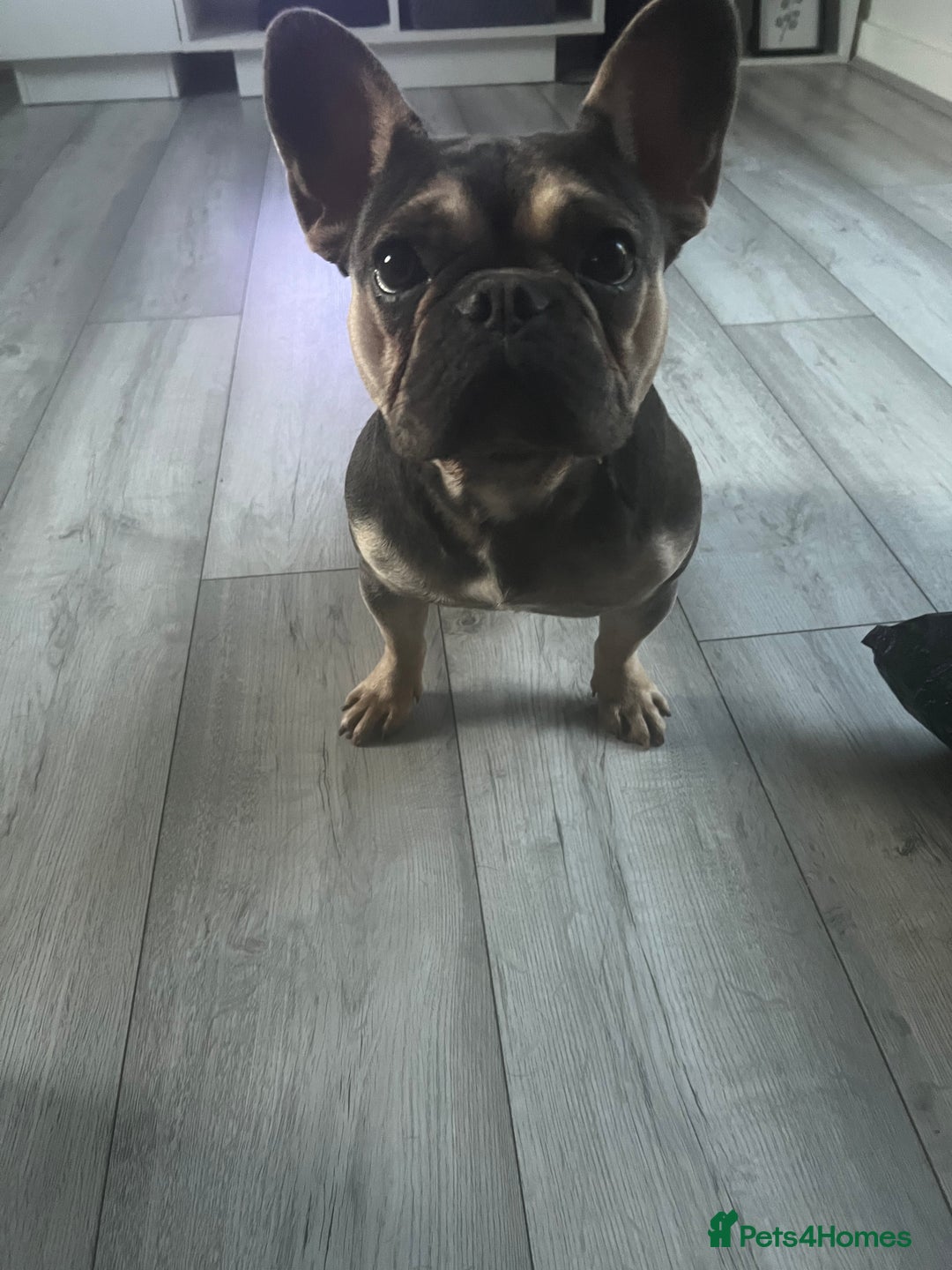 French Bulldog dogs for sale: Delilah  - Advert 2