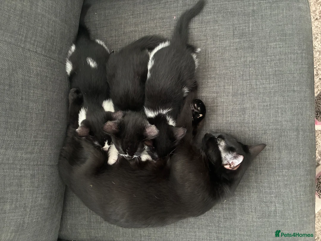 British Shorthair cats for sale: Very Handsome little boy. Fluffy and very loving - Advert 3