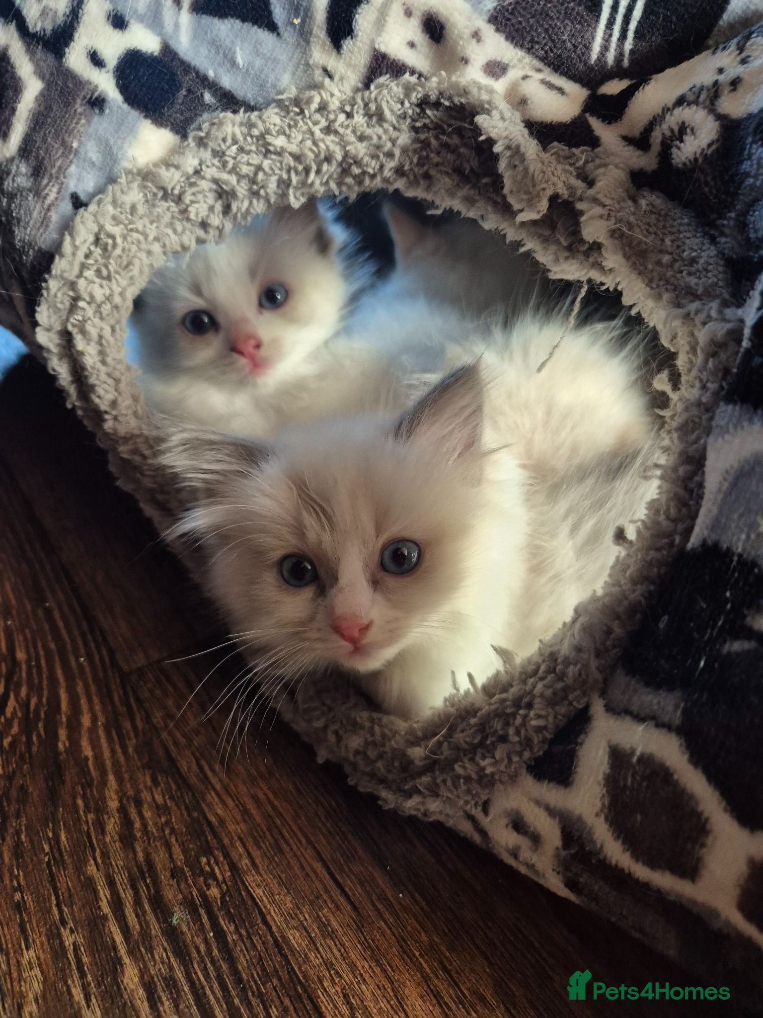 Ragdoll cats Beautiful Bi-Colour Ragdolls - Advert 2