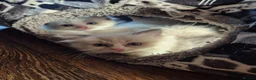 Ragdoll cats for sale: Beautiful Bi-Colour Ragdoll's - Advert 3