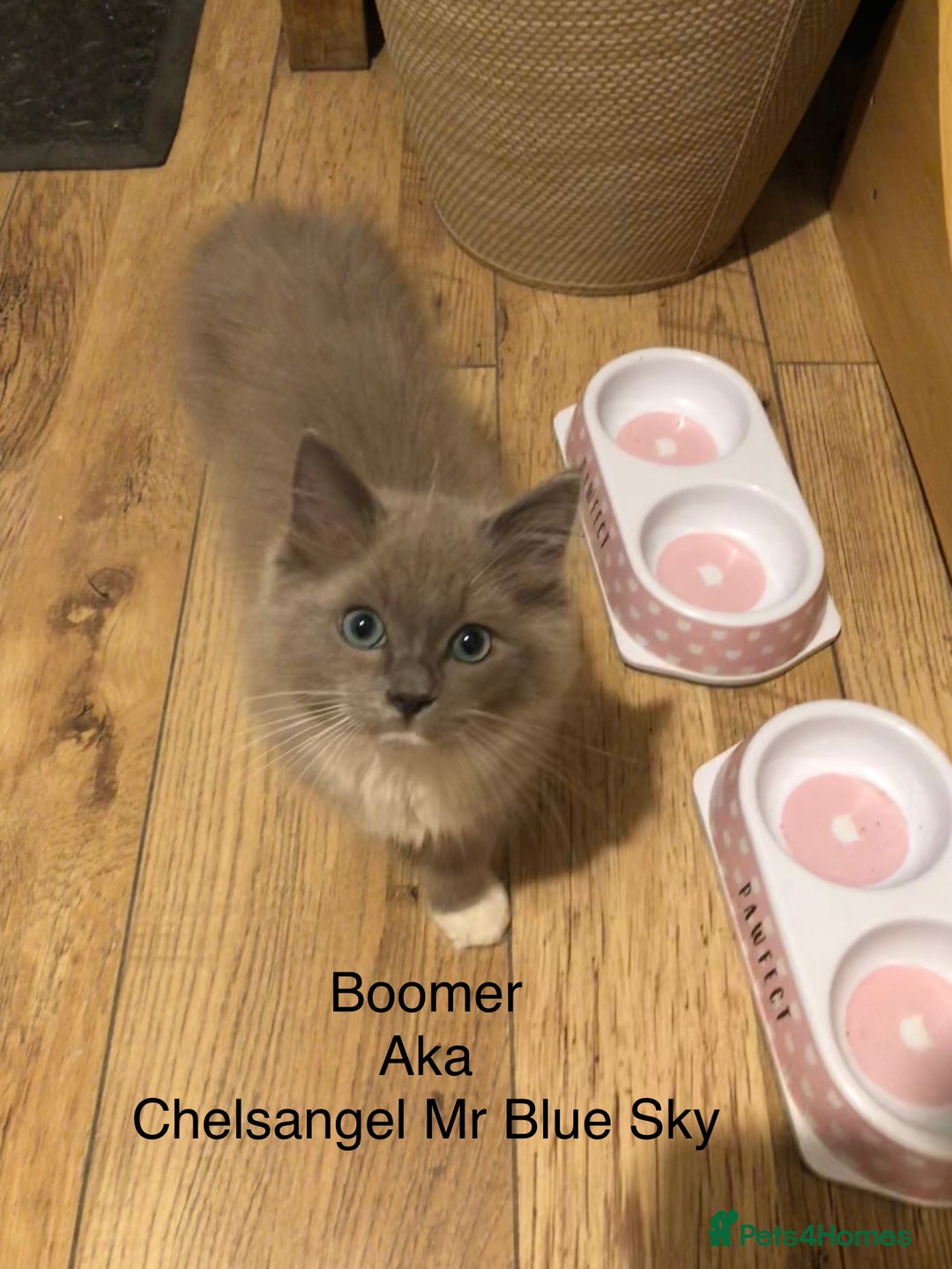 Ragdoll cats for sale: REDUCED Tica Cherubim Ragdoll siblings. Male.  - Advert 3