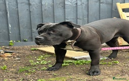 Cane Corso dogs for sale: Cane corso female  - Image 2