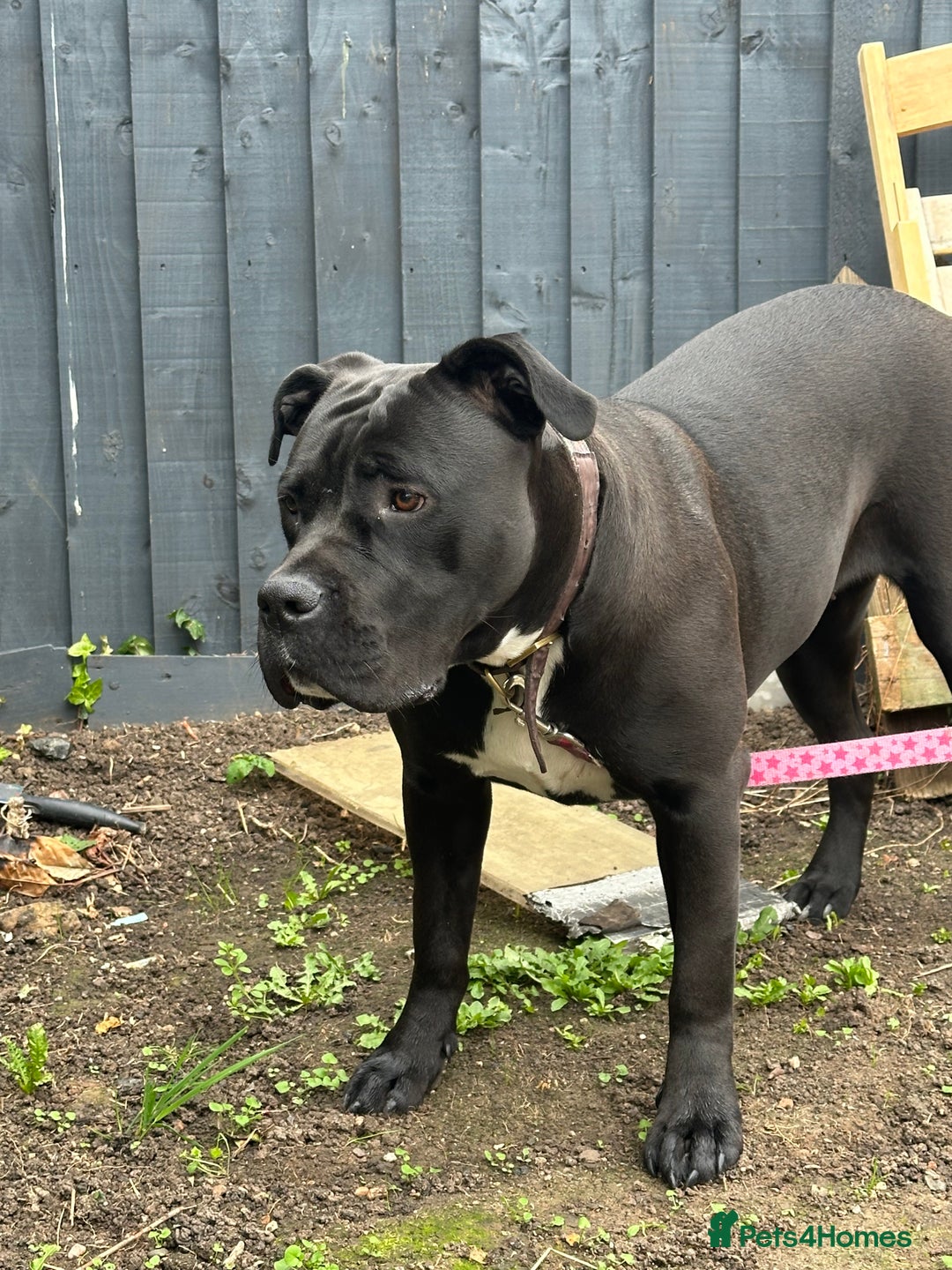 Cane Corso dogs for sale: Cane corso female  - Image 2