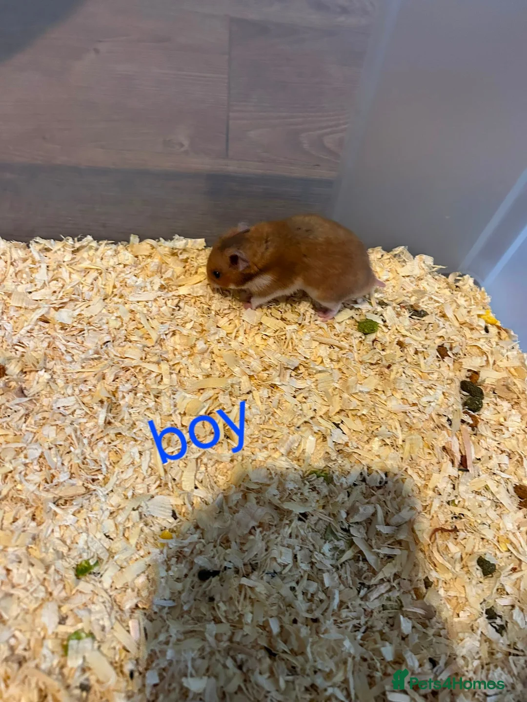 Hamster rodents for sale: Baby syrians - Advert 13