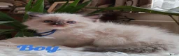 Ragdoll cats for sale: PUREBRED RAGDOLL KITTENS GCCF REGISTERED  - Advert 12