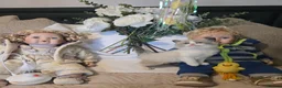 Ragdoll cats for sale: Gorgeous Pedigree chunky ragdolls - Advert 13