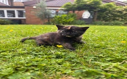 Domestic Shorthair cats for sale: Two gorgeous Domestic shorthair kittens for sale - Image 8