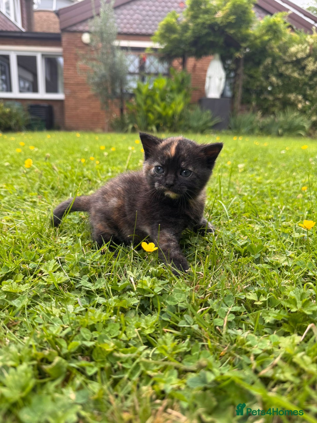 Domestic Shorthair cats for sale: Two gorgeous Domestic shorthair kittens for sale - Image 8